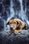 lying Podenco-Mongrel