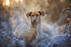 Podenco-Mongrel