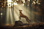 standing Podenco-Mongrel