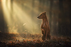 sitting Podenco-Mongrel
