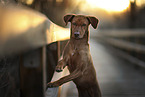 Podenco-Mongrel