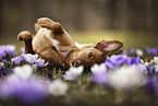 lying Podenco-Mongrel