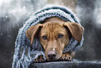 lying Podenco-Mongrel
