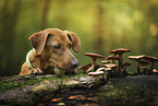 Podenco-Mongrel