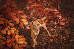 standing Podenco-Mongrel