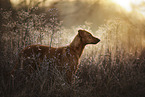 standing Podenco-Mongrel