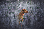 standing Podenco-Mongrel