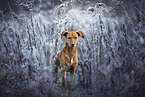 standing Podenco-Mongrel