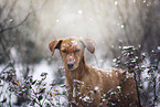 Podenco-Mongrel