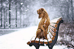 sitting Podenco-Mongrel