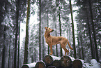 standing Podenco-Mongrel