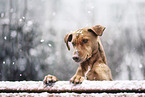 Podenco-Mongrel