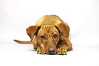 lying Podenco-Mongrel