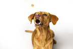 lying Podenco-Mongrel