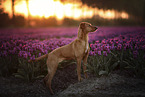 standing Podenco-Mongrel