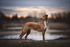 standing Podenco-Mongrel