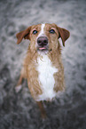 Podenco-Mongrel