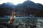 sitting Podenco-Mongrel