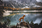 standing Podenco-Mongrel