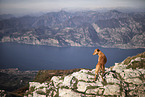 standing Podenco-Mongrel