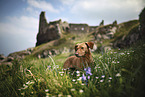 Podenco-Mongrel