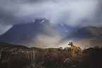 standing Podenco-Mongrel