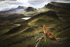 sitting Podenco-Mongrel
