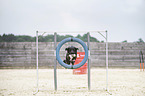 jumping Border-Collie-Mongrel