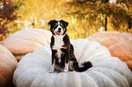 sitting Entlebucher-Mountain-Dog-Mongrel