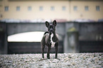 standing Basenji-French-Bulldog-Mongrel