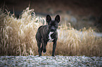 walking Basenji-French-Bulldog-Mongrel