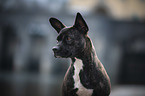 Basenji-French-Bulldog-Mongrel portrait