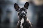 Basenji-French-Bulldog-Mongrel portrait