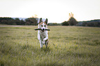 running Husky-Mongrel