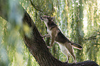 standing Shepherd-Terrier-Mongrel