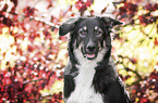Bernese-Mountain-Dog-Mongrel portrait