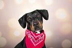 Doberman-Pinscher-Mongrel portrait