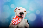 Pitbull-Mongrel with lollipop
