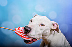 Pitbull-Mongrel portrait