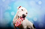 Pitbull-Mongrel with lollipop