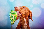 Gundog-Mongrel portrait