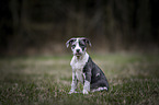 American-Staffordshire-Terrier-Mongrel Puppy