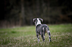 American-Staffordshire-Terrier-Mongrel Puppy