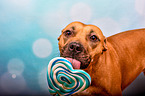 American-Staffordshire-Terrier-Mongrel with lollipop
