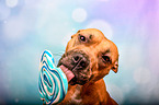 American-Staffordshire-Terrier-Mongrel with lollipop