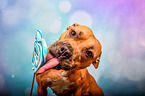 American-Staffordshire-Terrier-Mongrel with lollipop