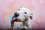Pitbull-Mongrel portrait