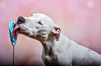 Pitbull-Mongrel portrait