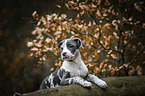 American-Staffordshire-Terrier-Mongrel Puppy