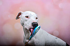 Pitbull-Mongrel with lollipop